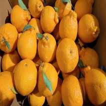 [프레시푸드마켓] 제주한라봉 제주도한라봉 한라봉 10KG 5KG 2.5KG 1.5KG, 한라봉 2.5KG