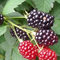 블랙베리(V11)삽목1년(3주묶음)묘목/F0422