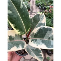 수채화고무나무