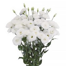 [씨앗]리시안서스(꽃도라지)-스노우 20립