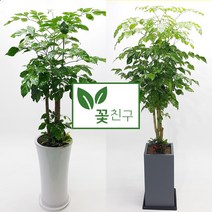 꽃친구 녹보수 개업 이사 집들이 축하 나무 화분 반려식물 전국당일배송, 녹보수 사기분 1호, 물받이받침(8.000원)