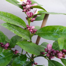 에덴농원 레몬나무(중품) 유실수(꽃이 지고나면 열매가 맺어요)높이 50-60