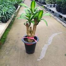 꽃백화점 행운목 중대품 공기정화식물 40~60cm 219