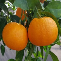 묘목/귤나무-윈터프린스 접목2년 B163, 1개