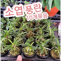 풍란 소엽-10개묶음/바람이 잘 통하는 곳을 좋아한다고 해서 풍난 석부작