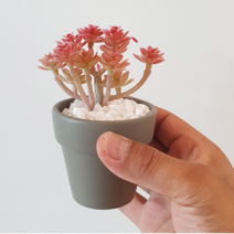 [드림픽] 셀프홈가드닝 벽에거는 다육이 포인트화분 4style, 레드오아시스+백자갈