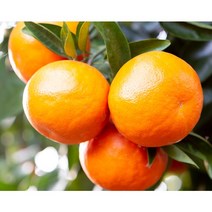 [당도선별제] 제주 천혜향 제주도 과일 산지직송, 3.선물용+선물포장 3kg