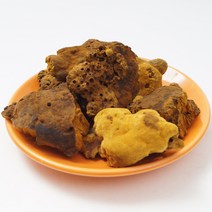상황버섯목질진흙버섯50g, 상황버섯50g, 1개