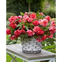 야생화피어나라플라워 향수베고니아 구근 (핑크딜라이트) 1Set 2구, 1개