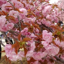 [새싹에서 나무까지] 벚나무 (겹벚나무) 접목1년 묘목