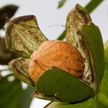 [충북농원] 185 왜성호두 호두나무 묘목 - 접목2년생H0.8, 접목/2년생/H0.8