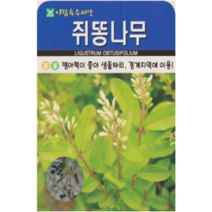경계지역에 이용되는 쥐똥나무 씨앗(300립)(A0584)