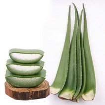 생 알로에 베라 5kg, 1개