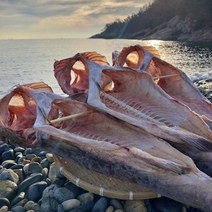 거제도 반건조대구 1마리, 대-70~80cm