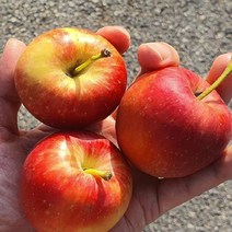 묘목/미니사과(루비에스사과) 결실주 M035