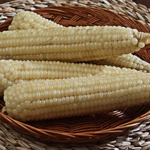 [미식한가] 쫄깃쫄깃 맛있는 냉동 강원도 찰옥수수 (16-18cm) / 상품선택, 냉동 찰옥수수 16-18cm 1팩 (3개입)