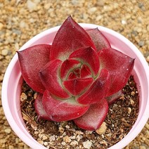 [다육식물]펜테라