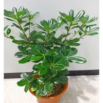 [이삽저삽] 만리향나무화분(키50-60cm내외/화분포함)돈나무과 관엽식물 진한 꽃향기 매력적인 나무/실내공기정화식물 조경용 관상용