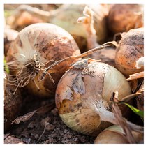 [우체국쇼핑] 22년 와송품은 무안 햇 양파햇양파 5kg (중대혼합), 1개