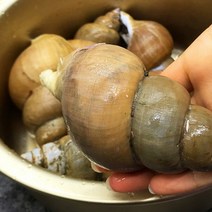 묵호항 급냉 백고동 1kg (10-20알 내외)