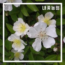 내꽃농원 민찔레 4치 포트 3주 묶음