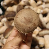 국내산 무농약 송화고버섯 말린 송화 송고 화고 표고 건송화고 버섯 천연조미료 가루, 송화고 분말 250g