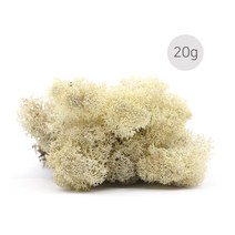 비오스 스칸디아모스 천연이끼 습도조절 공기정화 식물-20g, 20g-1번 내추럴