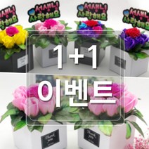 DH프리마 1+1 아네모네 화분 어버이날 카네이션 스승의날, 노랑+노랑