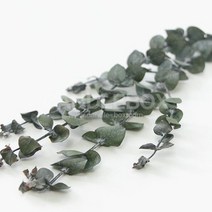 블랙잭 유칼립투스, 상세페이지 참조, 상세페이지 참조, 상세페이지 참조