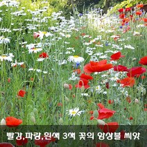 [해피플라워] 빨강 파랑 흰색 3색 앙상블 꽃밭 만들기 씨앗 세트 / 꽃양귀비 0.5g(약 3000립) 수레국화 5g(약 1200립) 샤스타 데이지 1g(약 2500립)