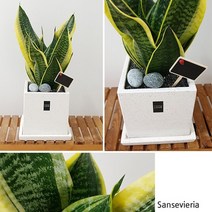 햇살농장 중대형 공기정화 식물 정사각 화분, 산세베리아, 1개
