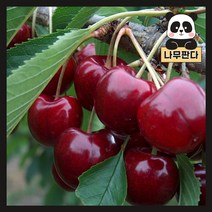 (나무판다) 라핀 체리나무 묘목 R3 R4cm (분), 2. 라핀 R4(분), 1개