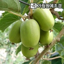 다래나무 다래 키위나무 가림원예조경, 슈퍼왕다래(용성2호) 4치장포트 (자가수정), 2개세트