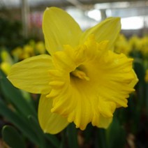 왕수선화(킹알프레드) 구근 원예 구근 꽃구근 묘목