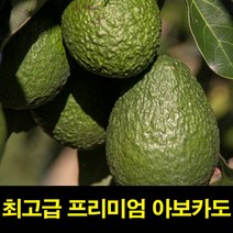 고씨네 아보카토1.5KG 특급 아보카도효능 아보카도셀러드 아보카도먹는법 아보카도요리 아보카도오일, 1.5kg