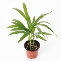 키우기 쉬운 이레카야자(소) 35~40cm 화분세트/ 반려식물 공기정화, 01_이레카야자(소)+기본포트