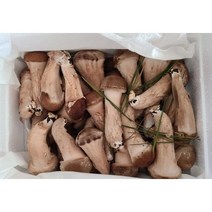 참말로 국산 참송이버섯 1kg, 중급 1kg, 1개