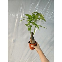무배특가 인기식물 공기정화식물 파키라 중품 30-55cm 89
