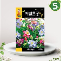 솔림텃밭몰 매발톱꽃씨앗 1000립 매발톱꽃 꽃씨앗 다년생꽃