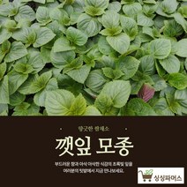 깻잎모종 40포기 들깨 쌈채소키우기 (모종파머스)