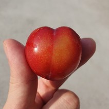 국내산 하트 대석자두 1kg, 없음, 1개