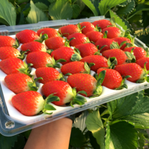 (산지직송) 설향 새콤달콤 딸기 난좌포장, 고당도 선별 로얄과 900g