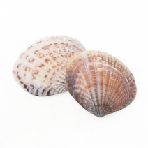 조개껍질 조개껍데기 소라껍데기 소라껍질, A02 조개껍질 밤색