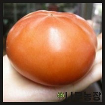 (나무농장) 감나무 태추단감 결실주 분