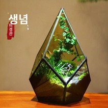 하우스 식물 나혼자산다 테라리움 나혼산 화분 이끼 비바리움, 다이아몬드 항아리 조경(성품종 좋음), 분재를 잘하다