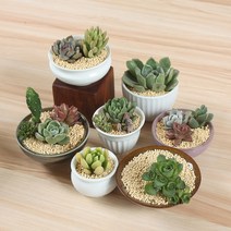 다육이 선인장 미니화분 아주 작게! 다육미경관식물용 도자기 엄지손가락 대야 상판 미니 화분 미분, 01 엄지손가락 대야/详情注意치수, 03 C형식/밑구멍이 있다