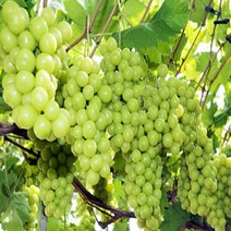 묘목/샤인머스켓 접목1년생 J289