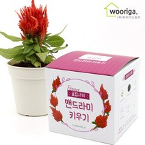 우리가스토리 미니화분키우기 꽃 화초 공기정화식물 새싹 허브 텃밭 코스모스 안개꽃, 1팩, 꽃집사_맨드라미