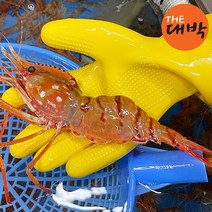 더대박 살아있는 활 독도도화새우 1kg 독도새우, 1box, 활 독도도화새우(중) 1kg