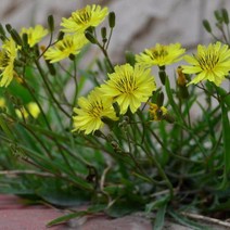 고품질의 목회 잔디 쓴 발가리 번식 가금류 가금류 및 잔디는 심기 쉽습니다.